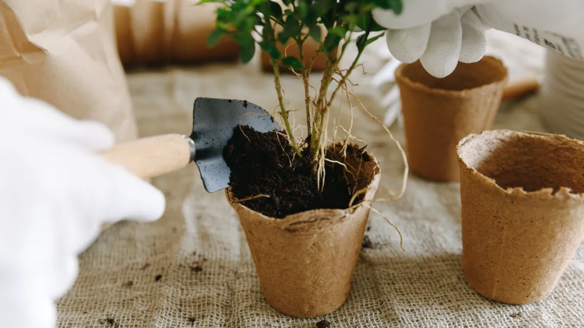 Terra compactada e seca em um vaso de planta com raízes expostas