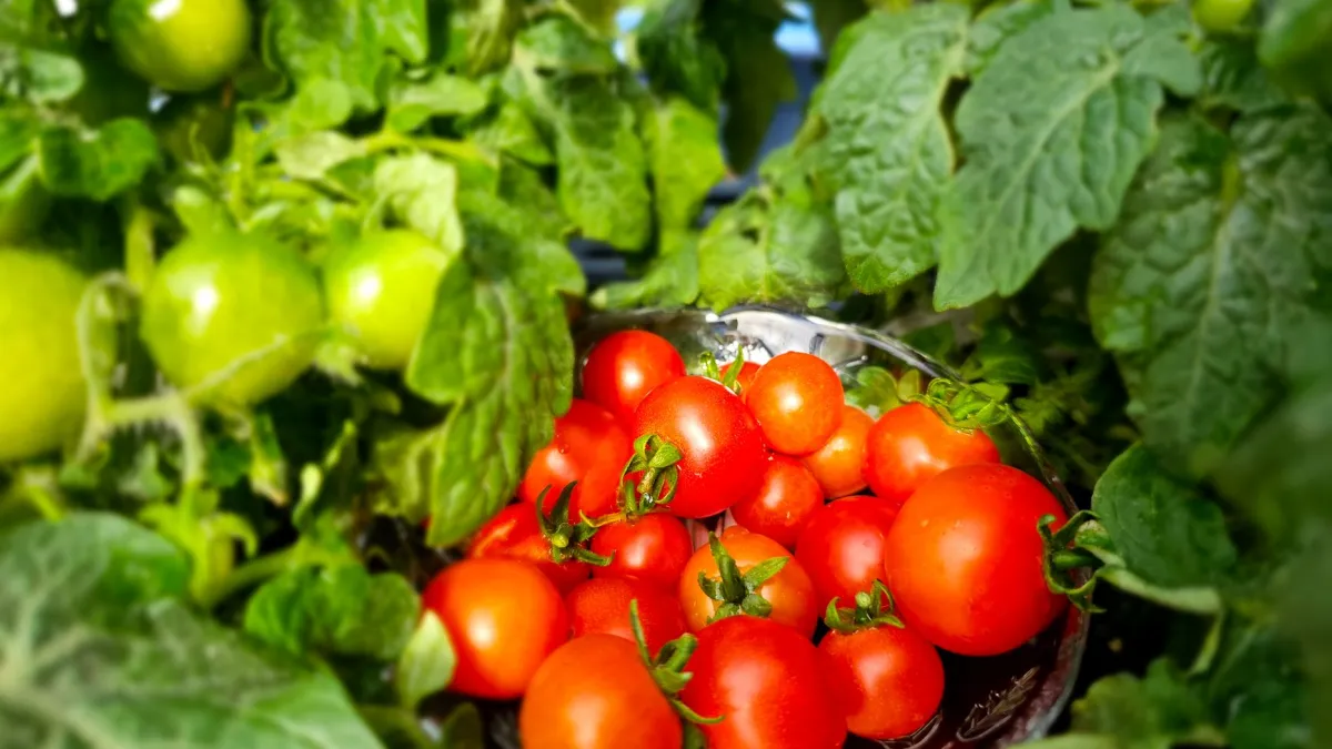 Tomates vermelhos crescendo em um vaso de terracota em uma varanda ensolarada