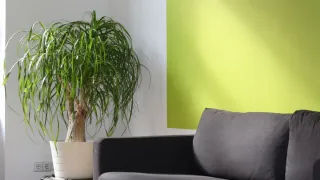 Tronco robusto de uma nolina com folhas verdes longas e finas saindo do topo