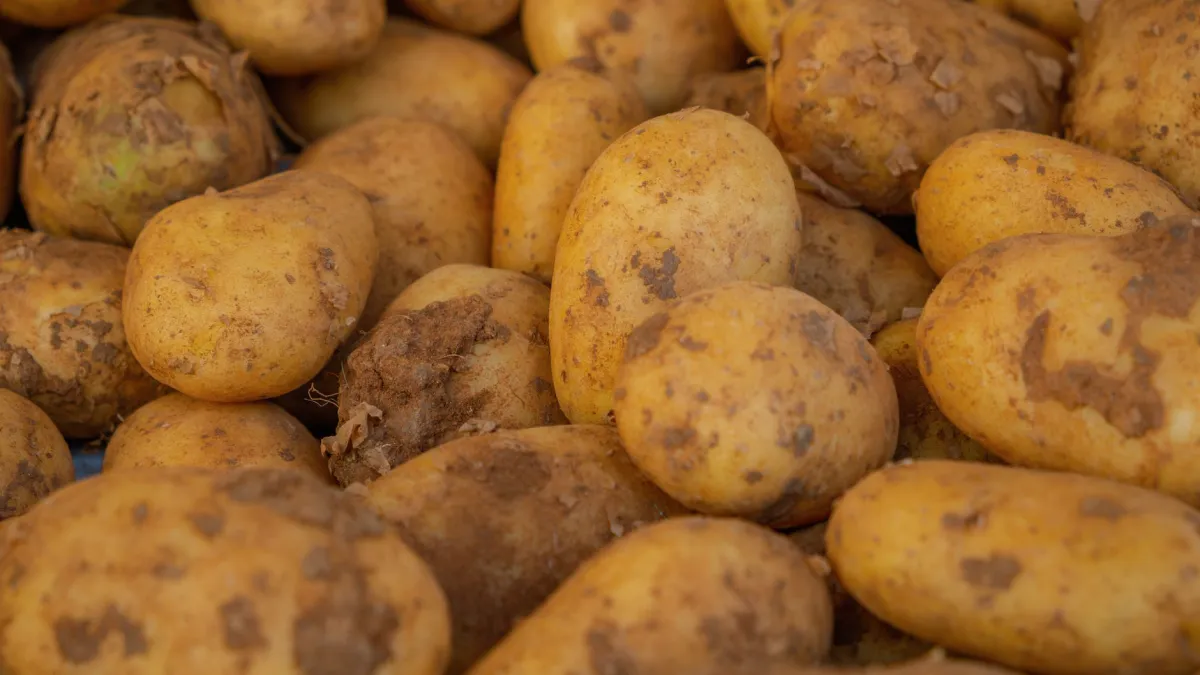 Tubérculos de batata recém-colhidos, com terra ainda aderida, mostrando seu formato e tamanho.