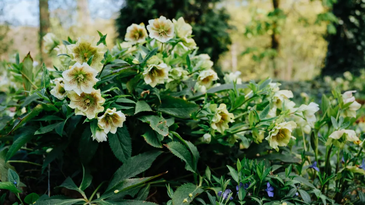 Um belo jardim sombreado com diversas flores coloridas e folhagens verdes
