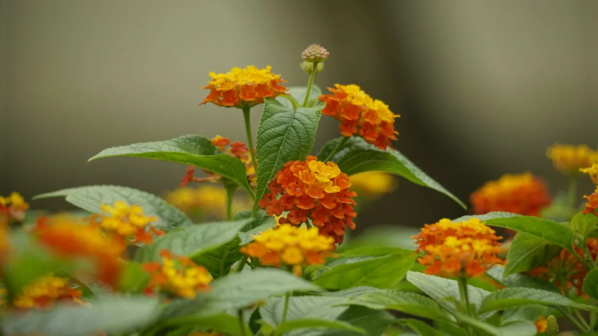Um cacho de flores de lantana em tons vibrantes de laranja e amarelo.