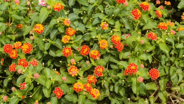 Um cacho vibrante de flores de lantana em plena floração em um jardim ensolarado.
