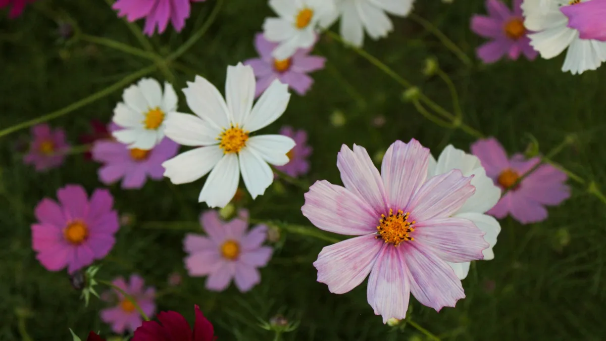 Um campo de flores de cosmos em tons de rosa e branco sob a luz do sol.