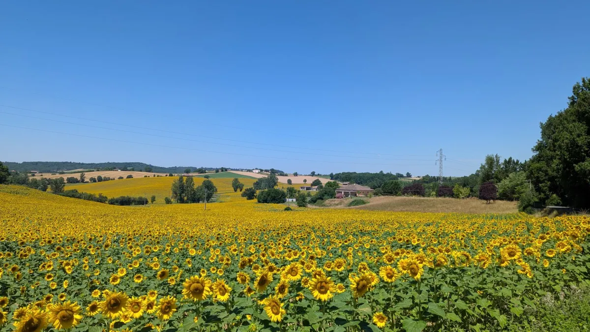 Um campo extenso de girassóis amarelos vibrantes, com suas grandes flores voltadas para o céu azul claro e ensolarado.