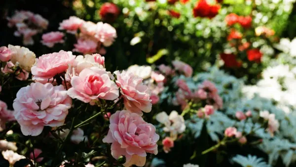Um canteiro florido e vibrante sob luz solar intensa, com diversas flores coloridas em plena floração.