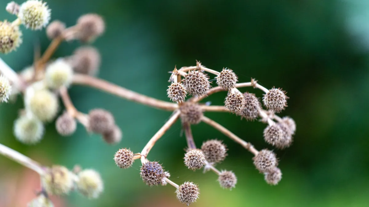 Um close-up de um ramo de lantana mostrando flores murchas e pequenas bagas pretas se formando, indicando a produção de sementes.
