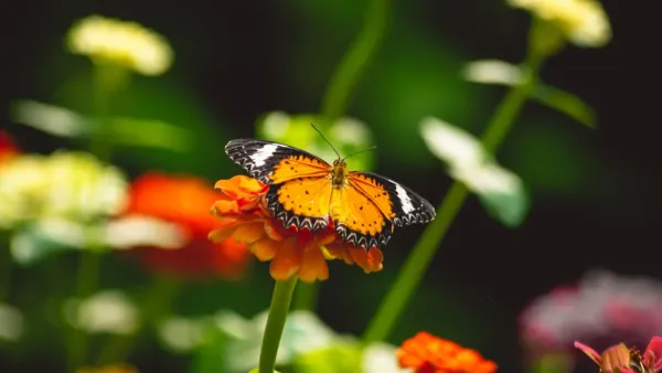 Um close-up de várias flores coloridas em um jardim com uma borboleta pousada em uma delas.