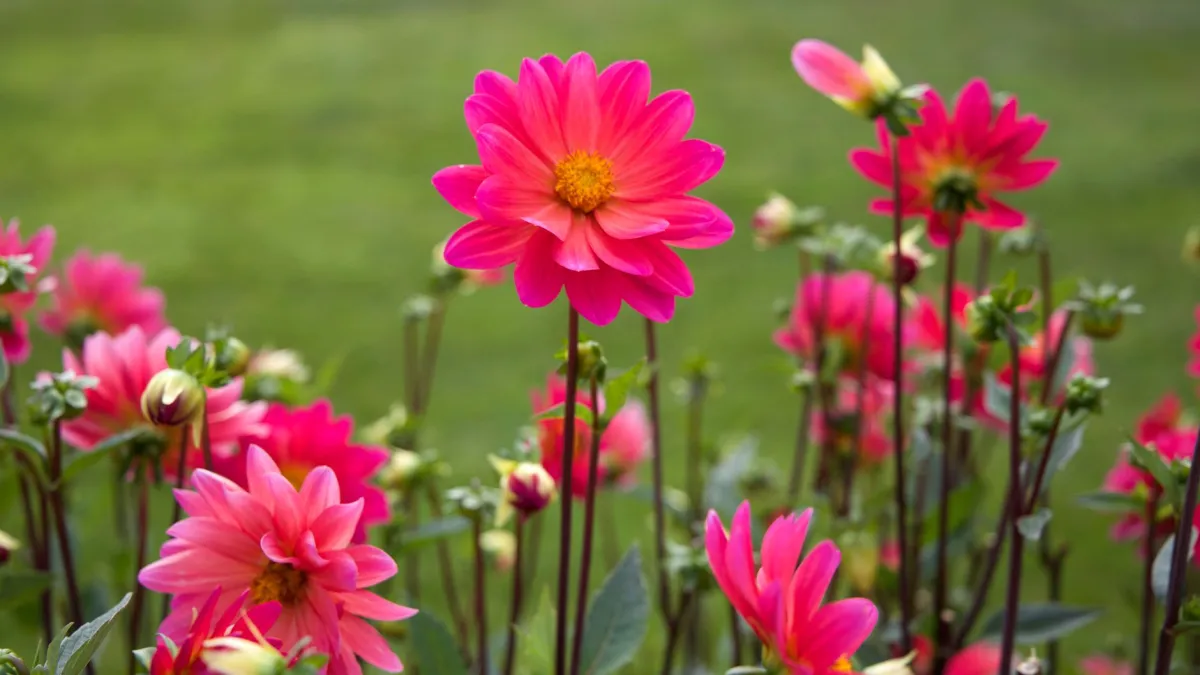 Um jardim ensolarado repleto de flores vibrantes em plena floração