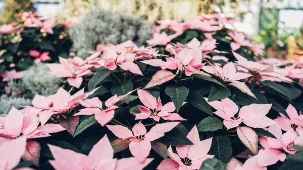 Um jardim vibrante com diversas flores coloridas em pleno inverno, mostrando a beleza que o frio pode trazer.