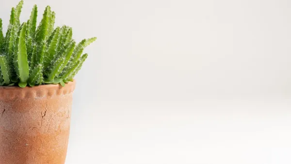 Um vaso de barro com uma planta verde crescendo nele.