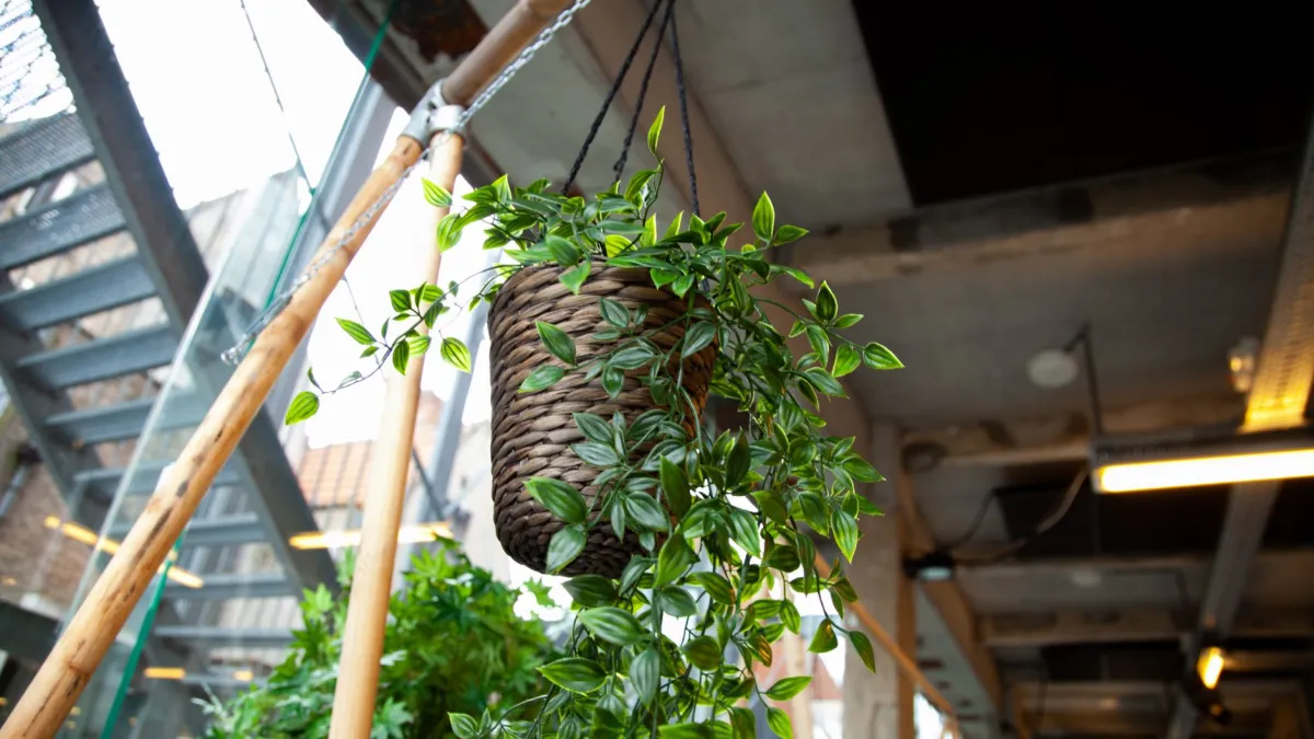 Um vaso suspenso de flor-de-cera bem desenvolvida, recebendo luz indireta em um ambiente interno