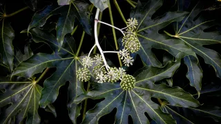 Uma arália com folhas verdes e brilhantes em um ambiente interno bem iluminado.
