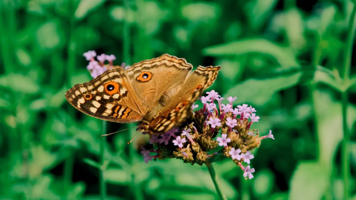 Uma borboleta pousada em flores de verbena roxas, aproveitando o néctar.