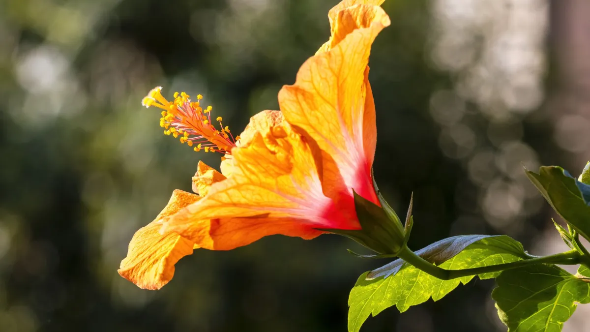 Uma flor de Hibisco grande e exuberante em um dia ensolarado, com pétalas vermelhas vibrantes.