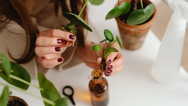 Uma flor delicada em um vaso de barro, com foco nas raízes saudáveis que se espalham pelo substrato.