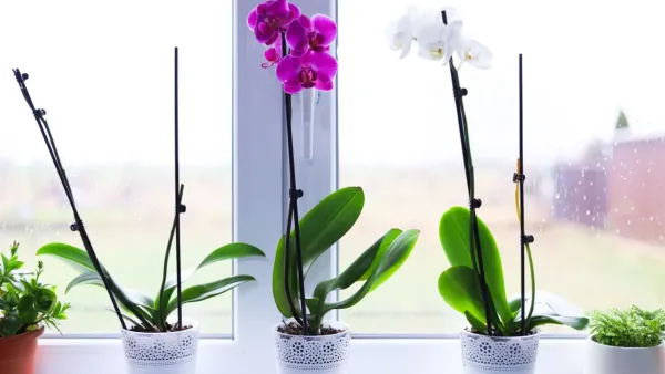 Uma orquídea em vaso com flores vibrantes em um peitoril de janela iluminado.