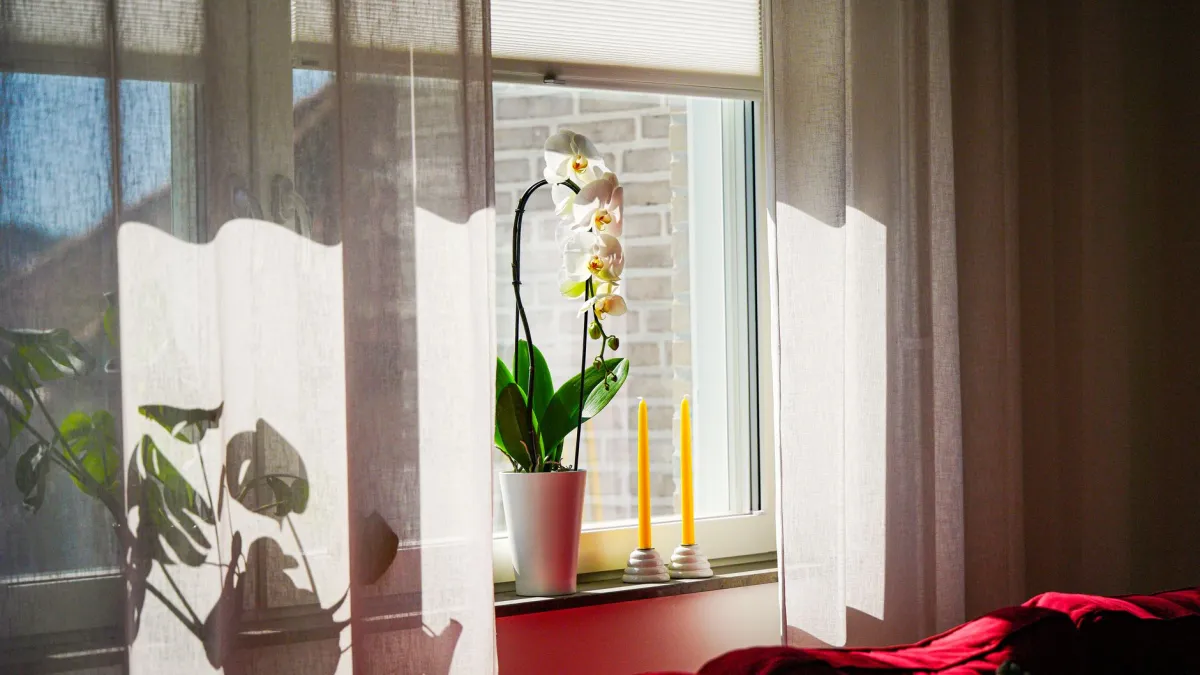 Uma orquídea em vaso posicionada perto de uma janela com cortina fina, recebendo luz indireta.