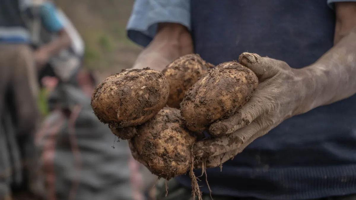 Uma pessoa retirando batatas de um saco de cultivo, evidenciando a facilidade da colheita.