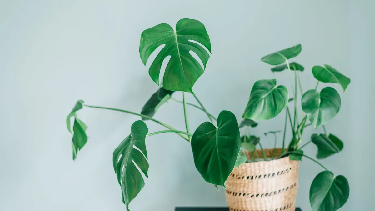 Uma planta de costela-de-adão exuberante em um canto de sala com luz indireta brilhante.