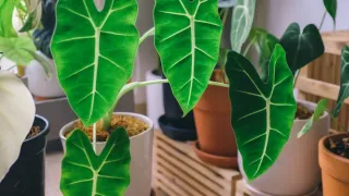 Uma planta orelha-de-elefante com folhas verdes vibrantes em um vaso em um ambiente interno bem iluminado.