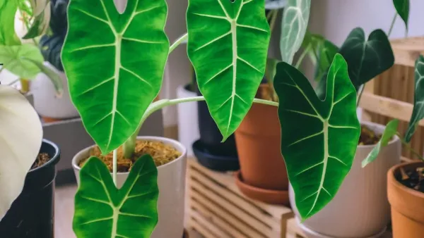 Uma planta orelha-de-elefante com folhas verdes vibrantes em um vaso em um ambiente interno bem iluminado.