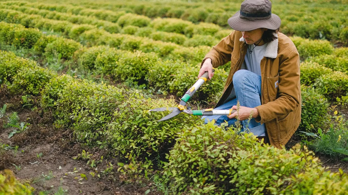 Uma tesoura de poda sendo usada para cortar um ramo de lantana, demonstrando a poda de formação da planta.