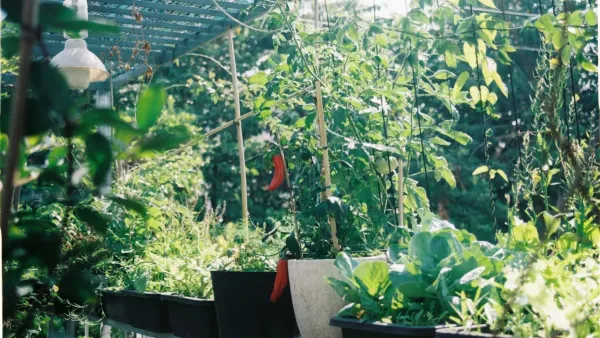 Varanda de apartamento com horta vertical cheia de temperos e hortaliças em vasos.