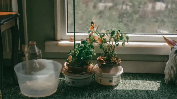 Vários vasos com ervas e temperos em uma janela ensolarada, com luz natural realçando as folhas verdes.