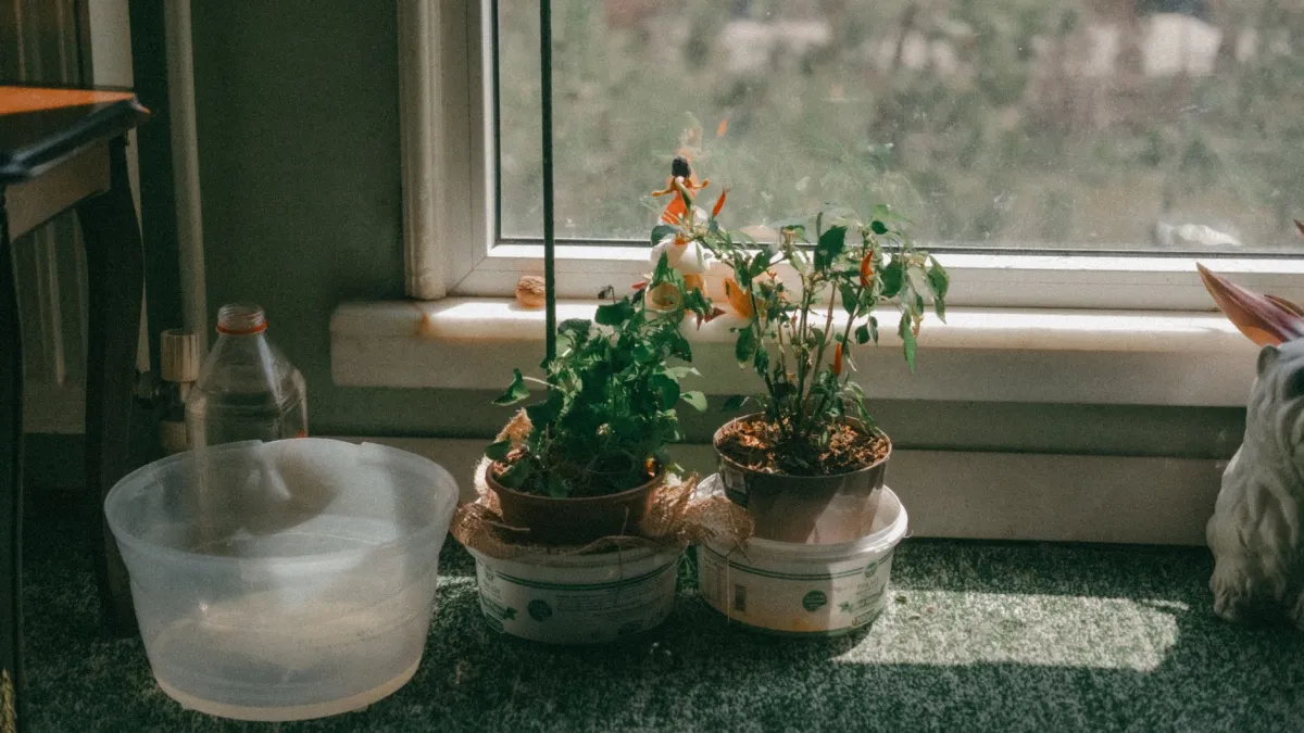 Vários vasos com ervas e temperos em uma janela ensolarada, com luz natural realçando as folhas verdes.