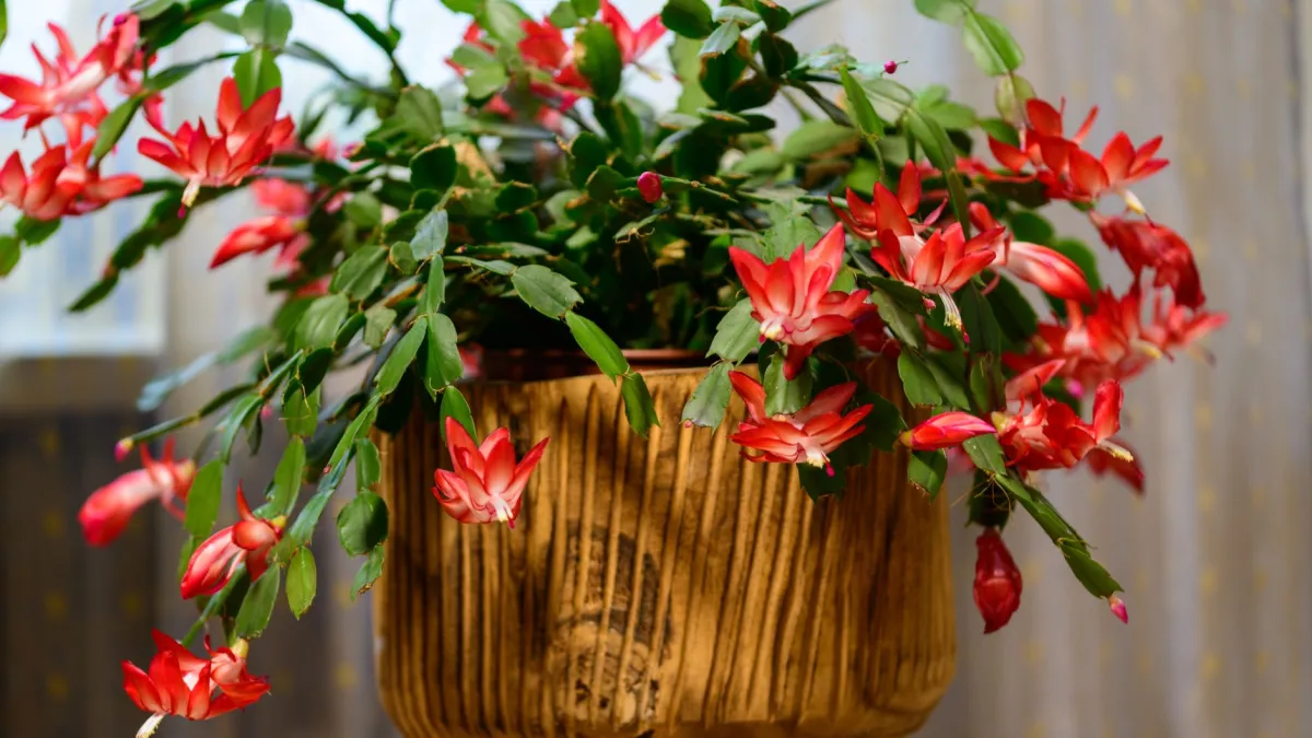 Vaso de flor-de-maio posicionado em um peitoril de janela recebendo luz indireta, ideal para a saúde da planta.
