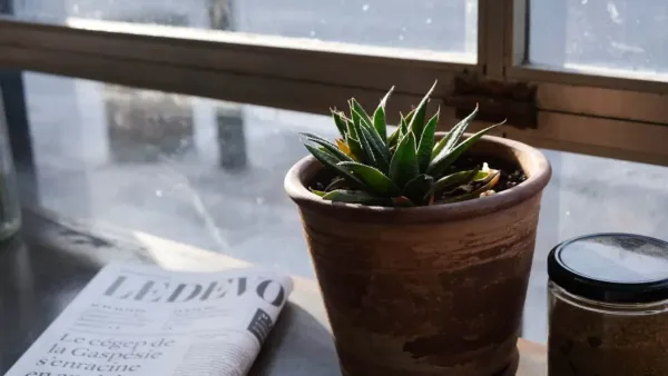 Vaso de hortelã em um peitoril de janela ensolarado