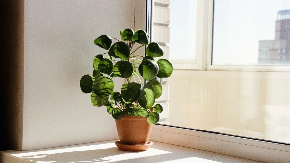 Vaso de nicotiana ornamental posicionado em um peitoril de janela bem iluminado