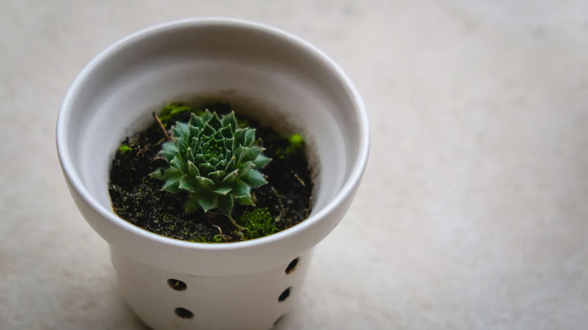 Vaso de planta com múltiplos furos de drenagem no fundo, garantindo a saída do excesso de água.