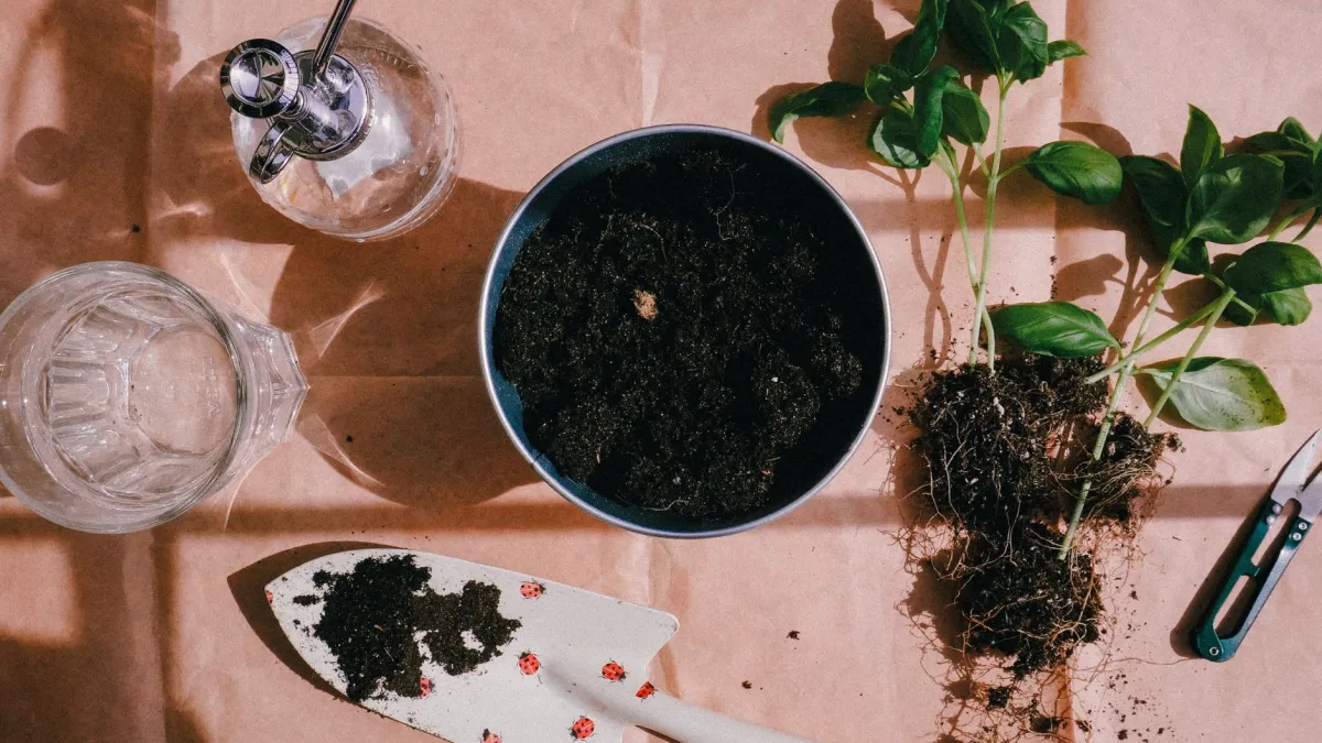 Vaso de planta imerso em uma bacia com água para hidratação completa.