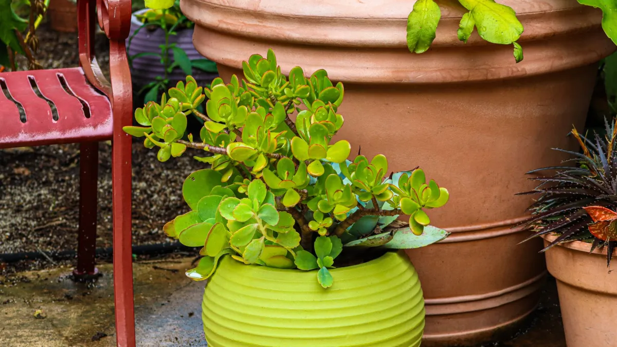 Vaso de planta-jade com furos de drenagem visíveis no fundo.