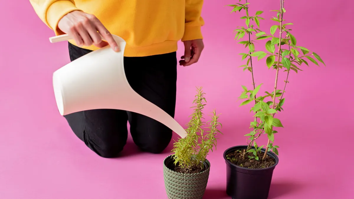 Vaso de planta sendo imerso em água para reidratação
