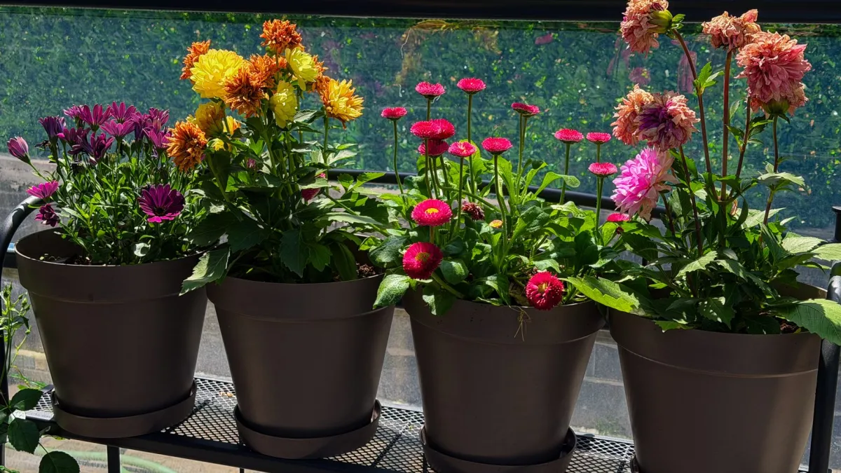 Vasos com flores coloridas dispostos em uma varanda ensolarada