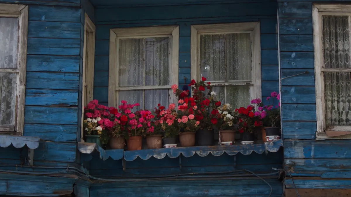 Vasos de petúnias com flores rosas e roxas desabrochando em uma varanda