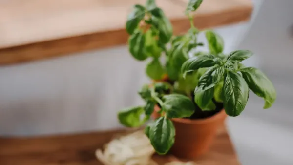 Vasos de plantas com folhas verdes saudáveis em luz natural.
