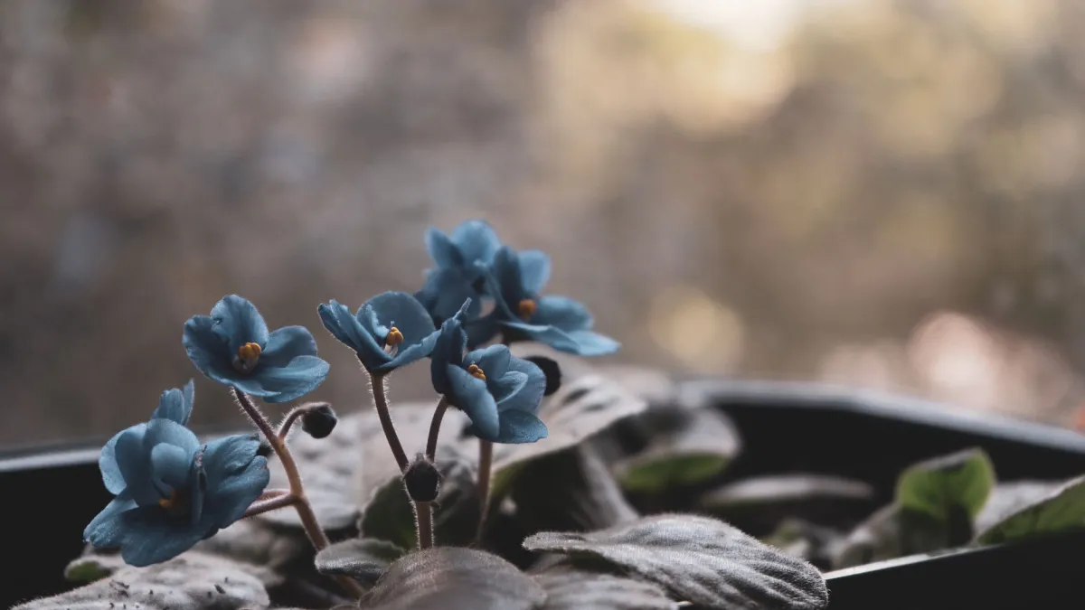 Violeta em vaso pequeno com flores roxas e folhas verdes em ambiente com luz indireta