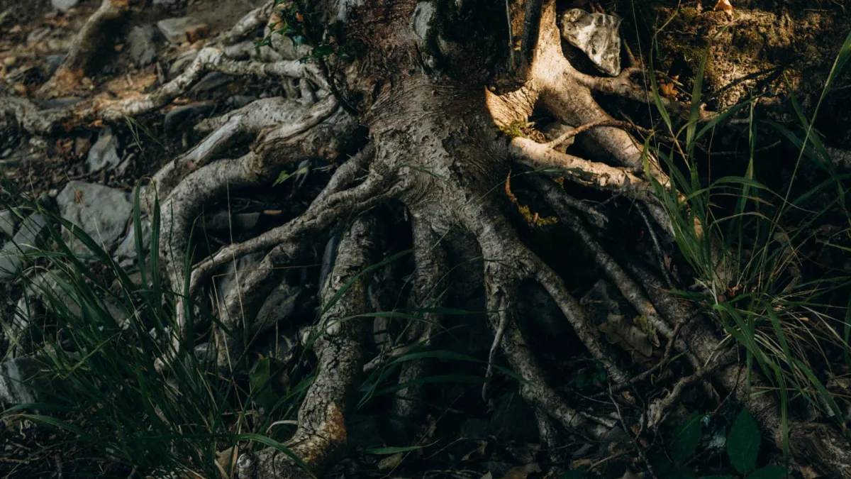 Vista detalhada das raízes e estolões da hortelã se espalhando sob a terra em um vaso.