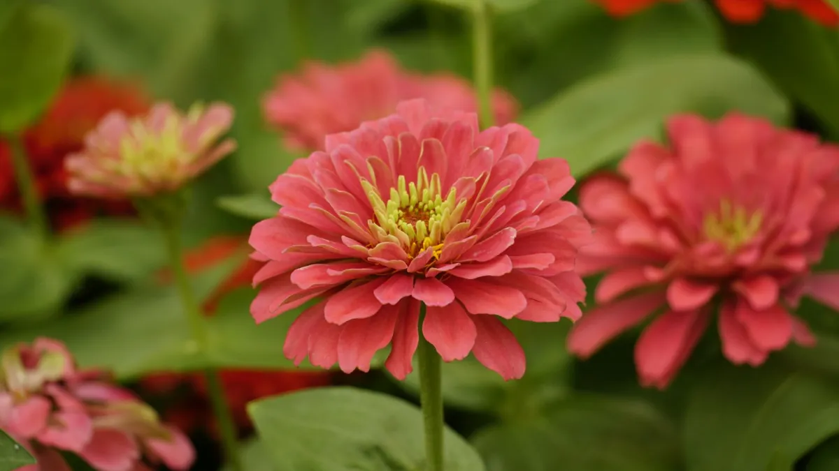 Zínia florida em um canteiro ensolarado, com flores abertas e folhagem verde e viçosa, demonstrando boa saúde.